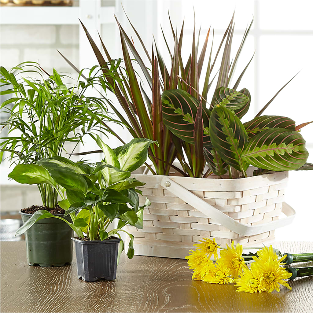 Florist Designed Blooming and Green Plants in a Basket – Le Fleur Llc, Pelham AL