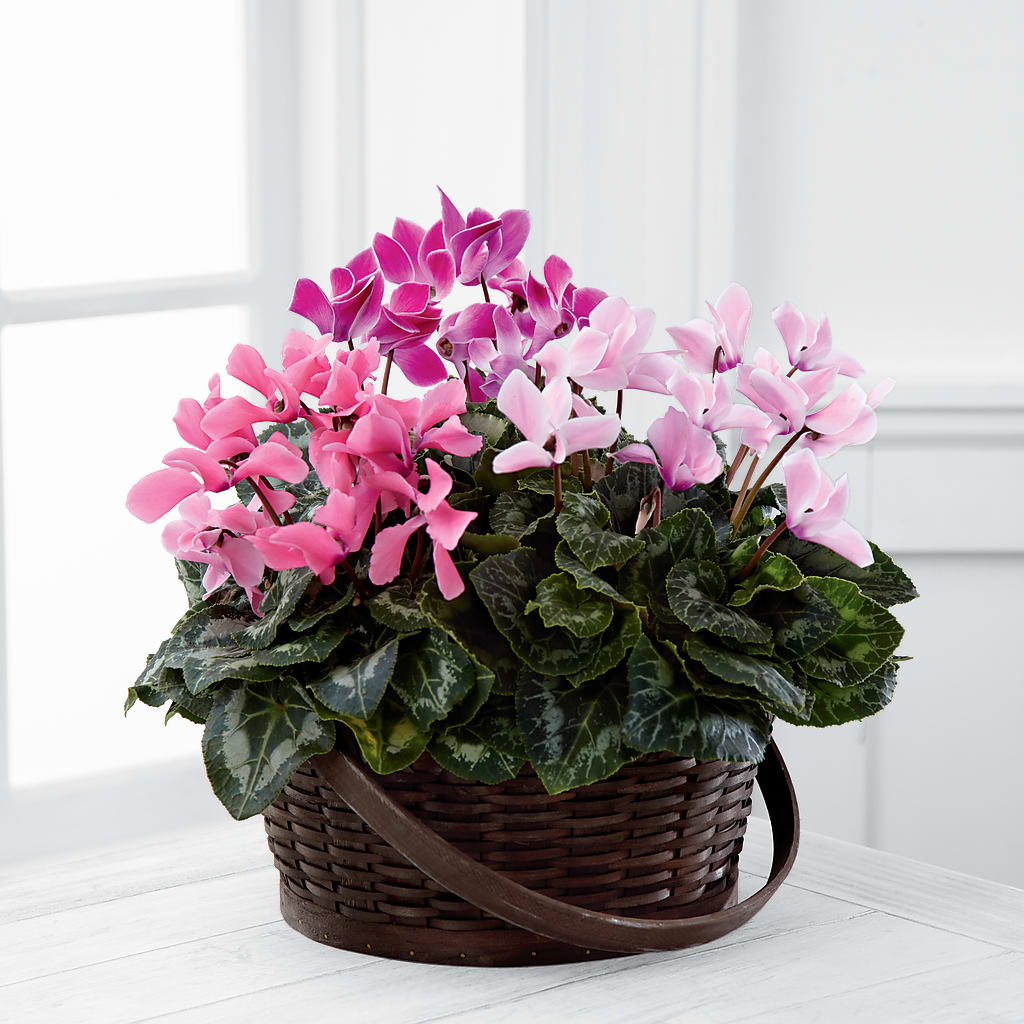 Mixed Cyclamen Planter – Le Fleur Llc, Pelham AL