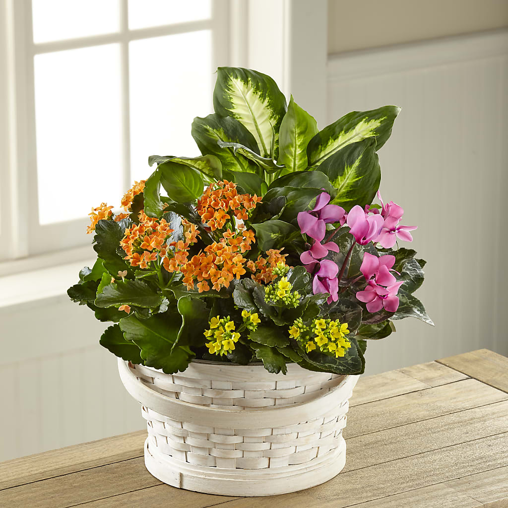 Color Crush Dishgarden – Le Fleur Llc, Pelham AL