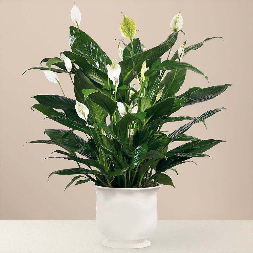 Comfort Planter – Le Fleur Llc, Pelham AL