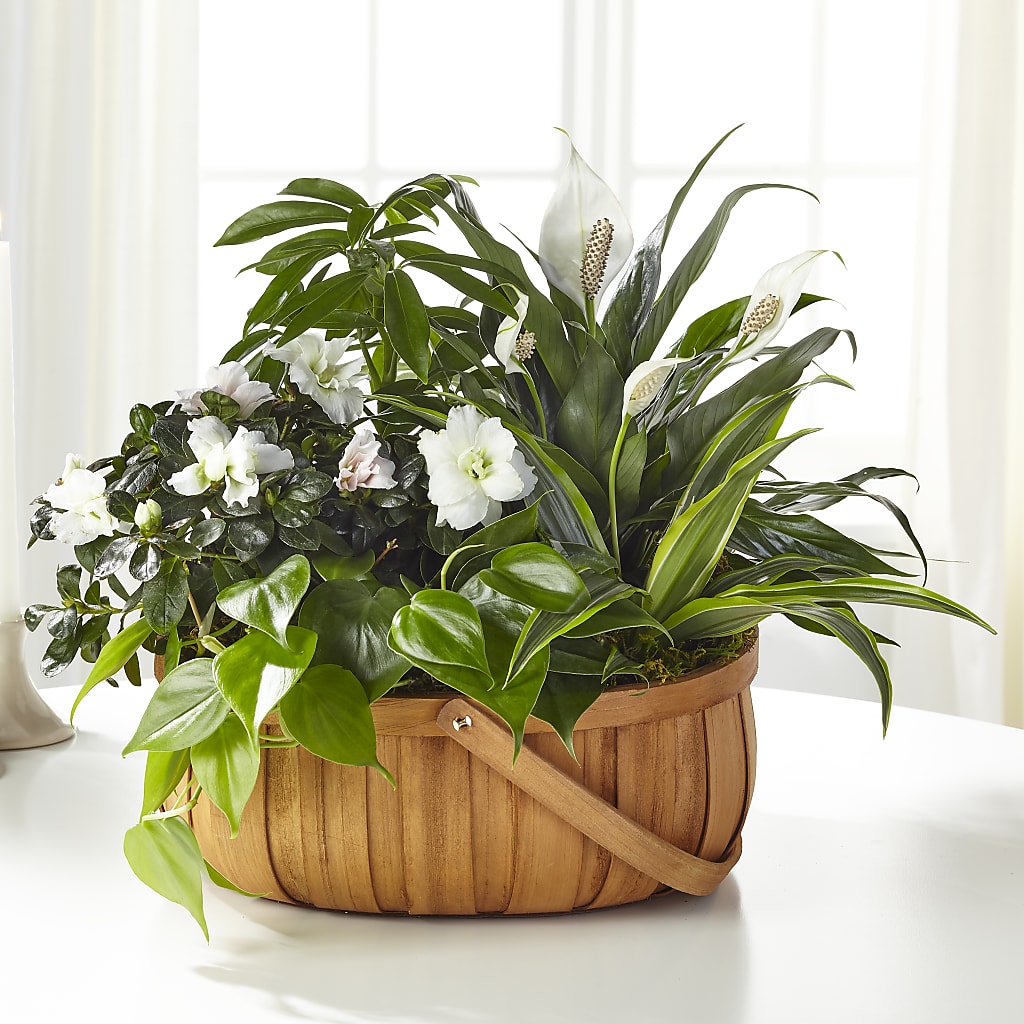 Serene Dishgarden – Le Fleur Llc, Pelham AL