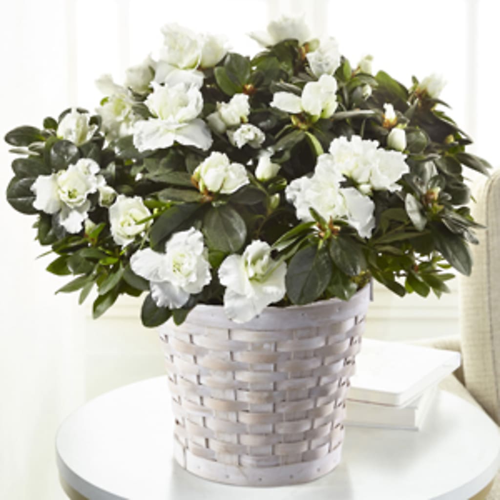 White Azalea Plant – Le Fleur Llc, Pelham AL