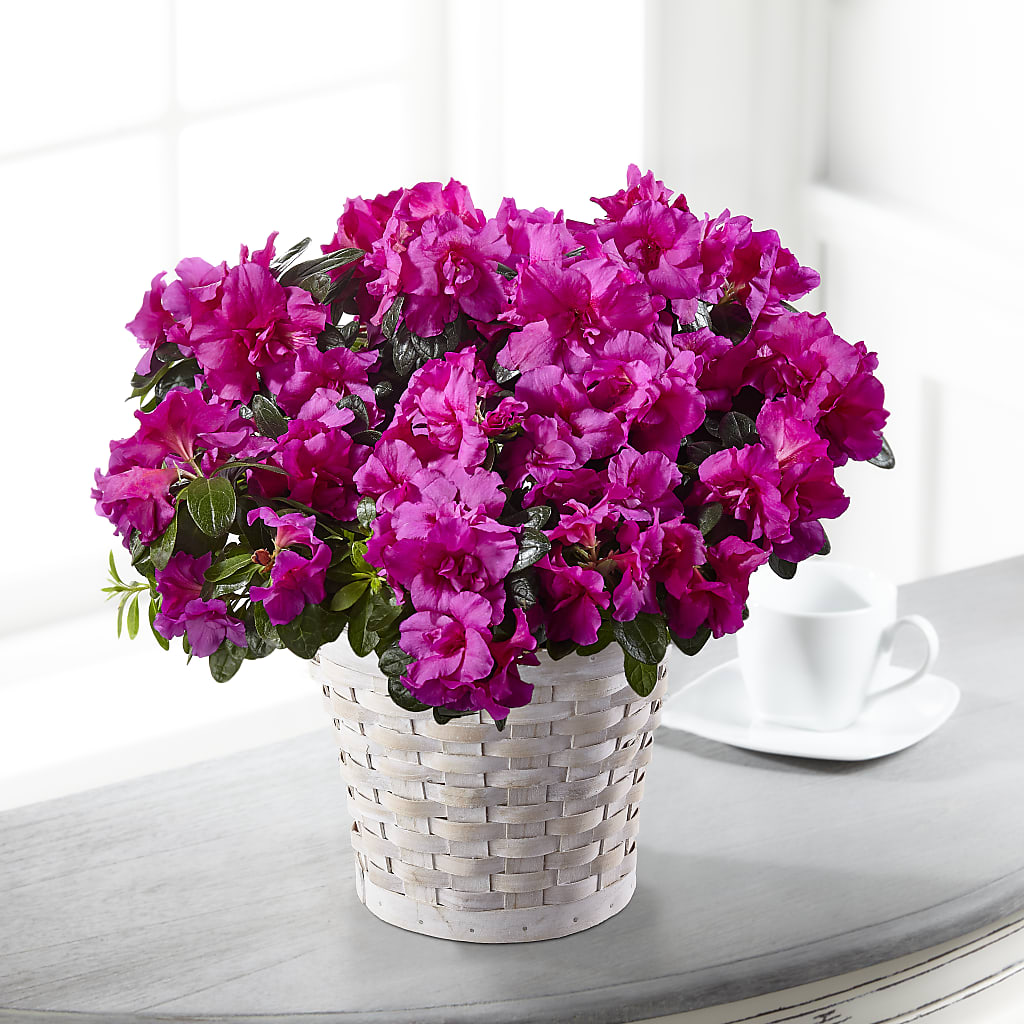 Hope & Serenity Azalea Plant – Le Fleur Llc, Pelham AL