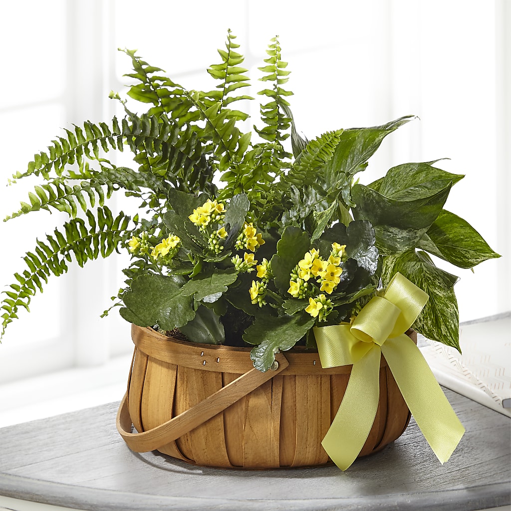 Always Dear Dishgarden – Le Fleur Llc, Pelham AL