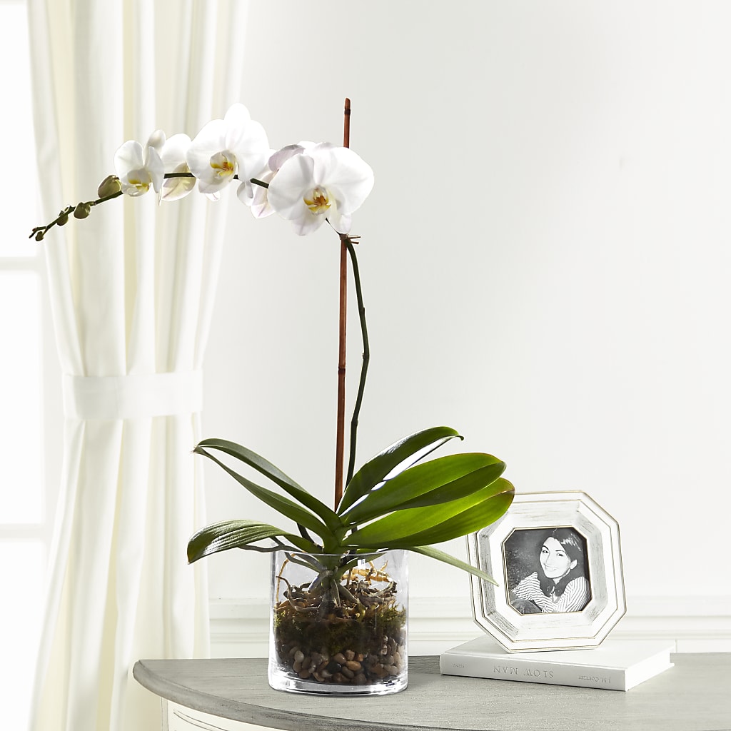 White Orchid Planter – Le Fleur Llc, Pelham AL