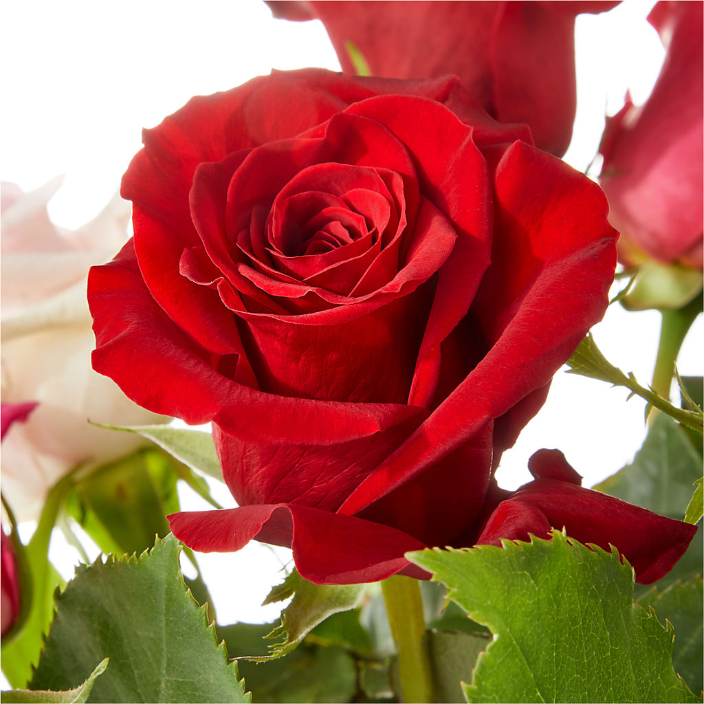 Love Notes Rose Bouquet – Le Fleur Llc, Pelham AL