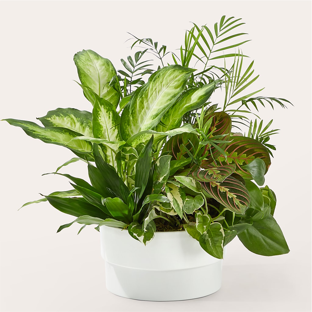 Radiating Positivity Dishgarden – Le Fleur Llc, Pelham AL