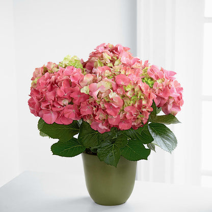 Pink Hydrangea Planter –  Le Fleur Llc, Pelham AL