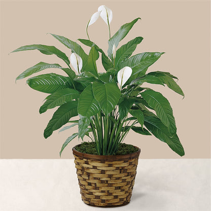 Tranquil Moments Peace Lily Plant –  Le Fleur Llc, Pelham AL