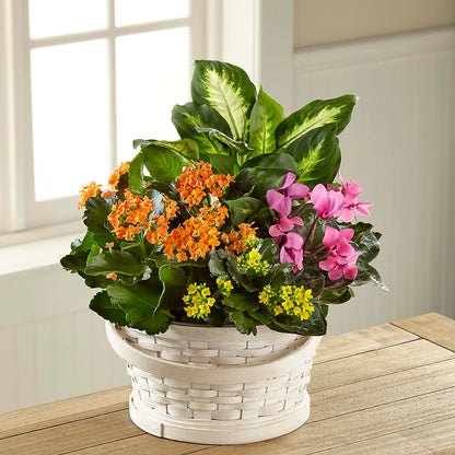 Color Crush Dishgarden –  Le Fleur Llc, Pelham AL
