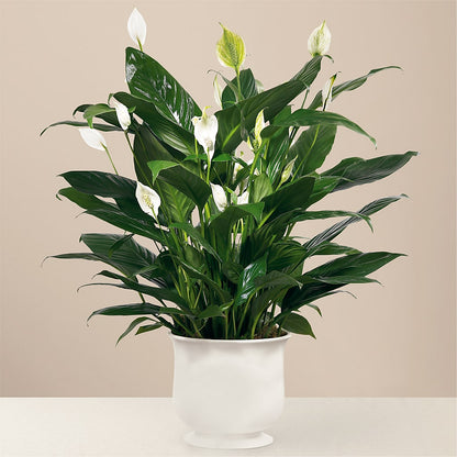 Comfort Planter –  Le Fleur Llc, Pelham AL