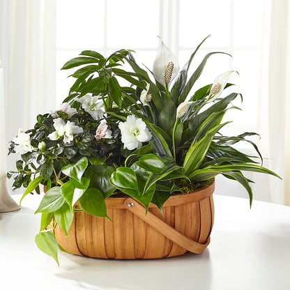 Serene Dishgarden –  Le Fleur Llc, Pelham AL