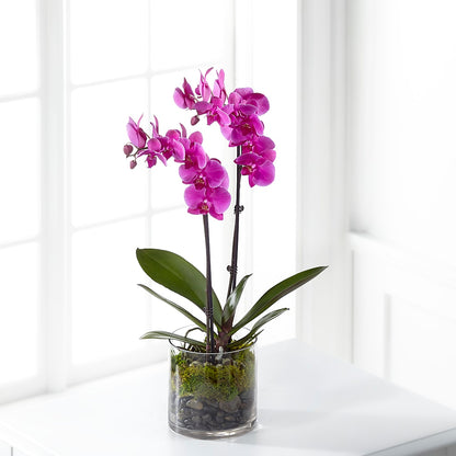 Pink Orchid Plant –  Le Fleur Llc, Pelham AL