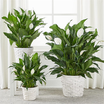 A New Leaf Peace Lily –  Le Fleur Llc, Pelham AL