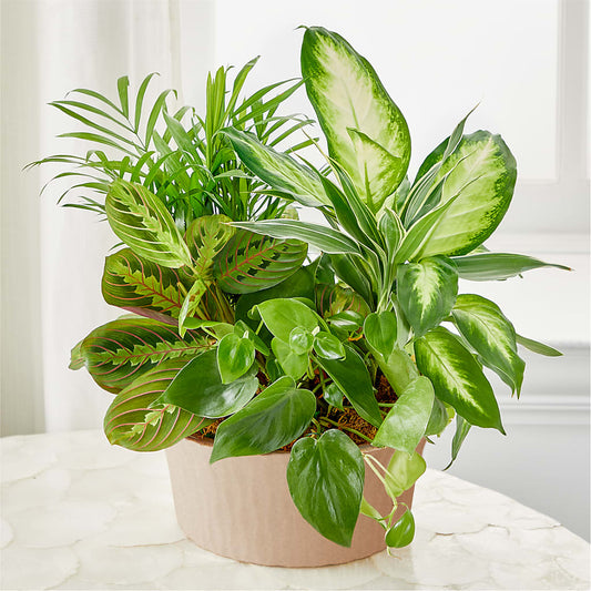 Balance & Harmony Dishgarden –  Le Fleur Llc, Pelham AL