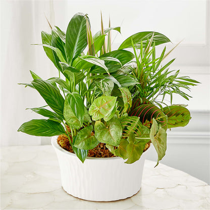 Balance & Harmony Dishgarden –  Le Fleur Llc, Pelham AL