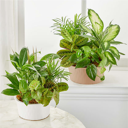 Balance & Harmony Dishgarden –  Le Fleur Llc, Pelham AL