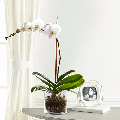 White Orchid Planter –  Le Fleur Llc, Pelham AL